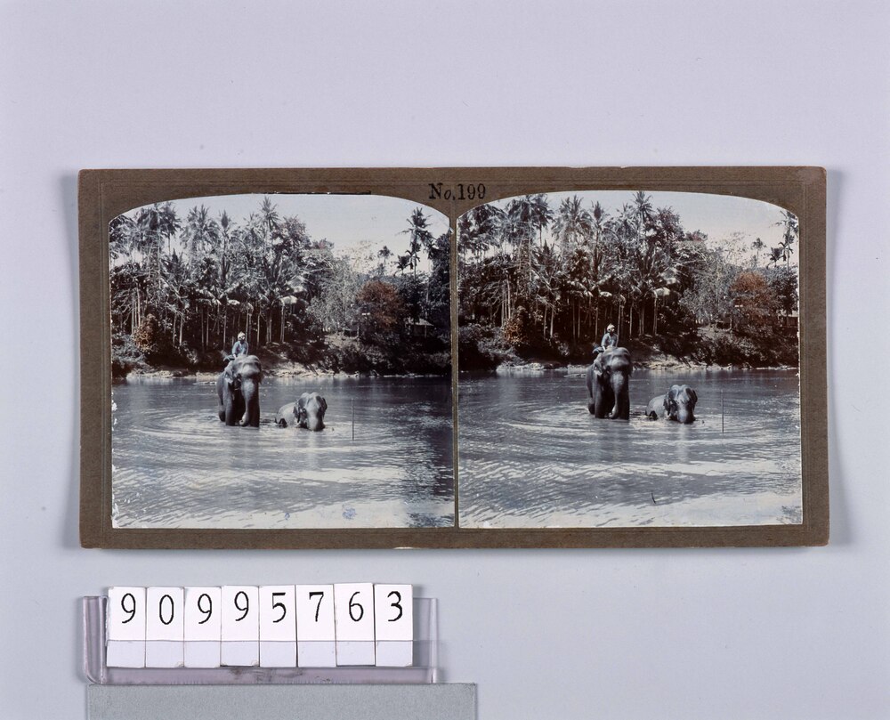 作品画像:セイロンの象の水浴(No.199)