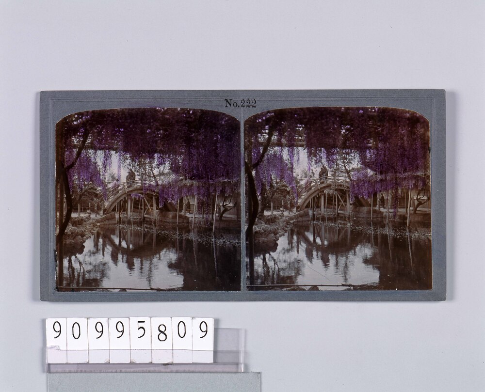 作品画像：亀戸天神の藤(No.222)
