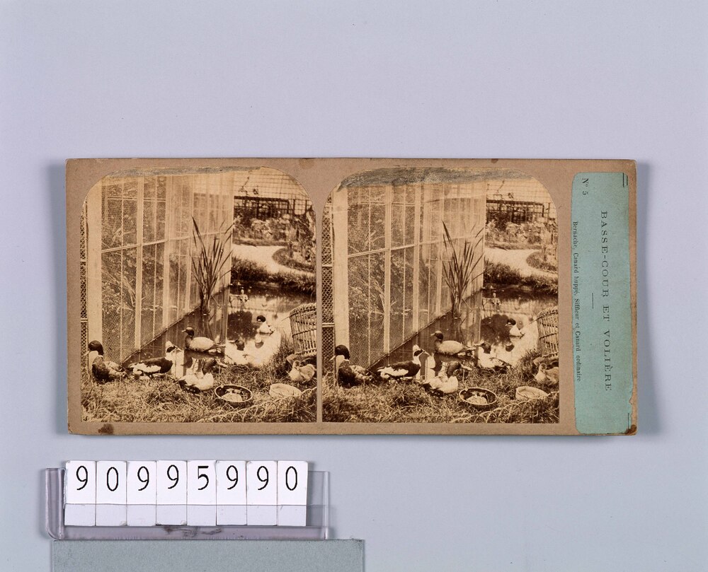 作品画像：外国製ステレオ写真　Bernache Canard huppe,Siffleur et Canard ordinaire. No.5