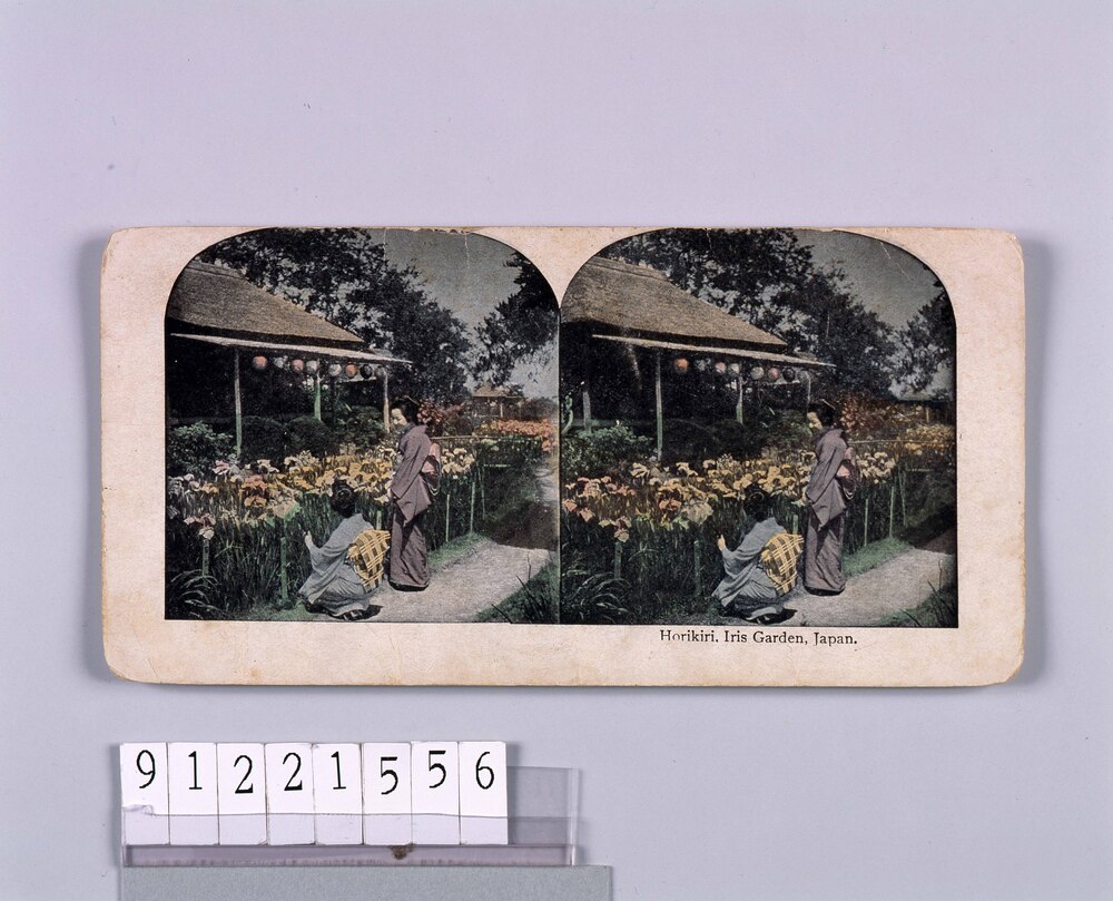 作品画像:Horikiri,Iris Garden,Japan.