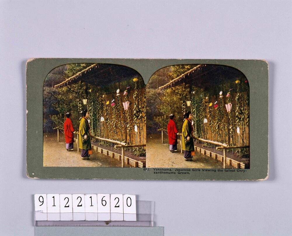 作品画像:Yokohama.Japanese Girls Viewing the tallest Chrysanthemuns Grown.693