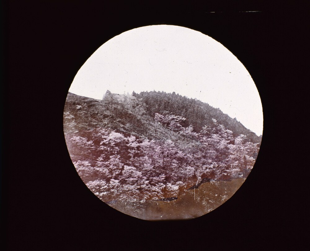 作品画像:名所 吉野 子本 桜