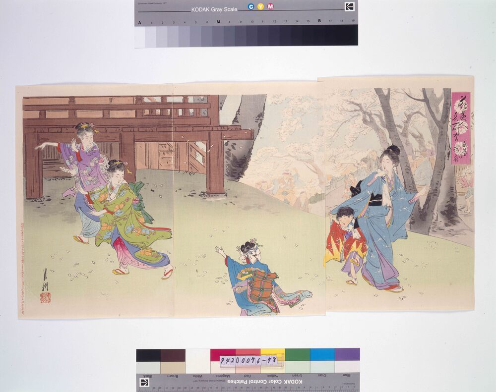 作品画像：花美人名所合 東台乃桜花