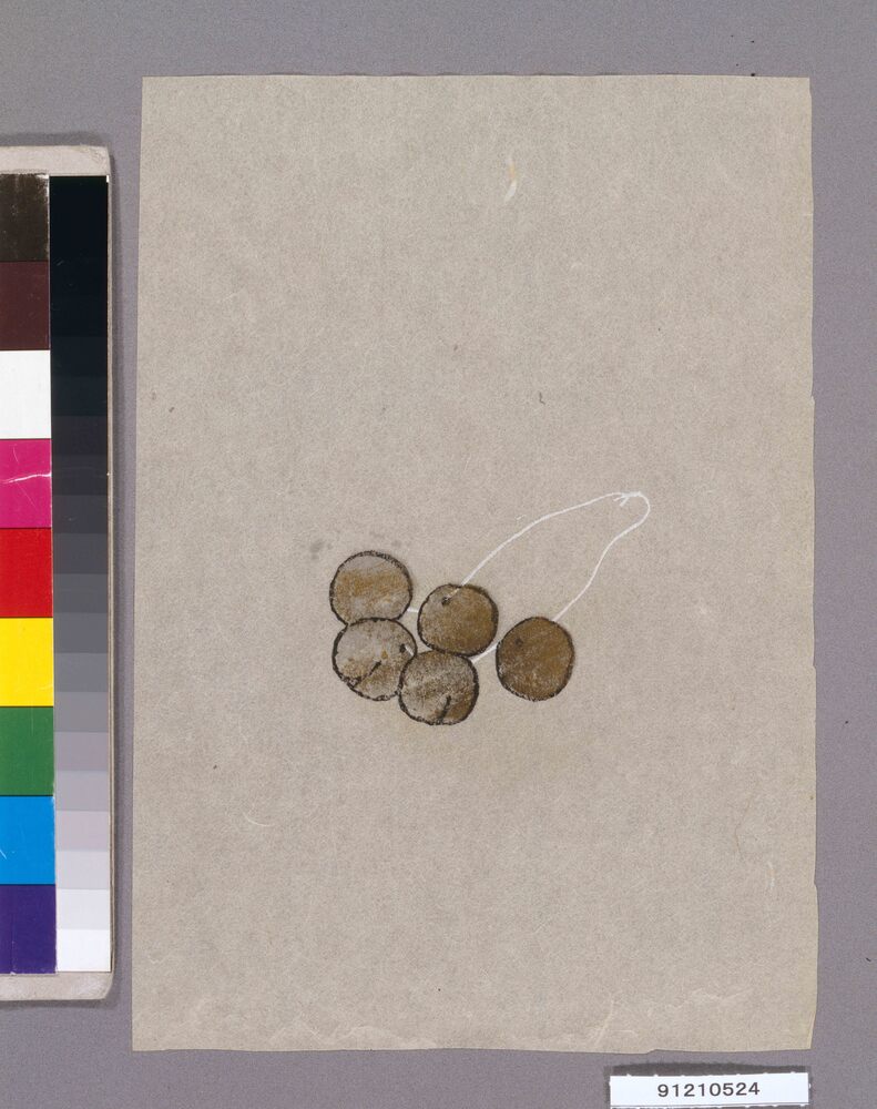 作品画像:虫除けの呪禁に関する玩具第十図