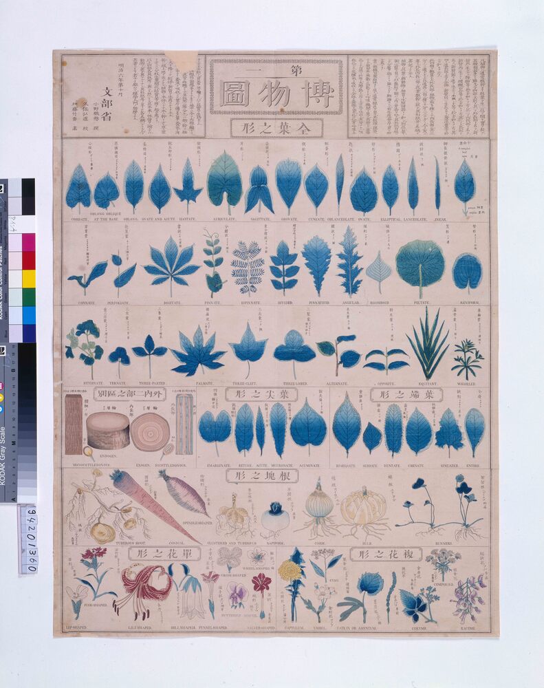 作品画像:博物圖(第一)