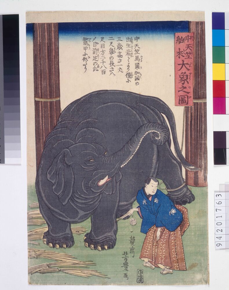 中天竺舶来大象之図