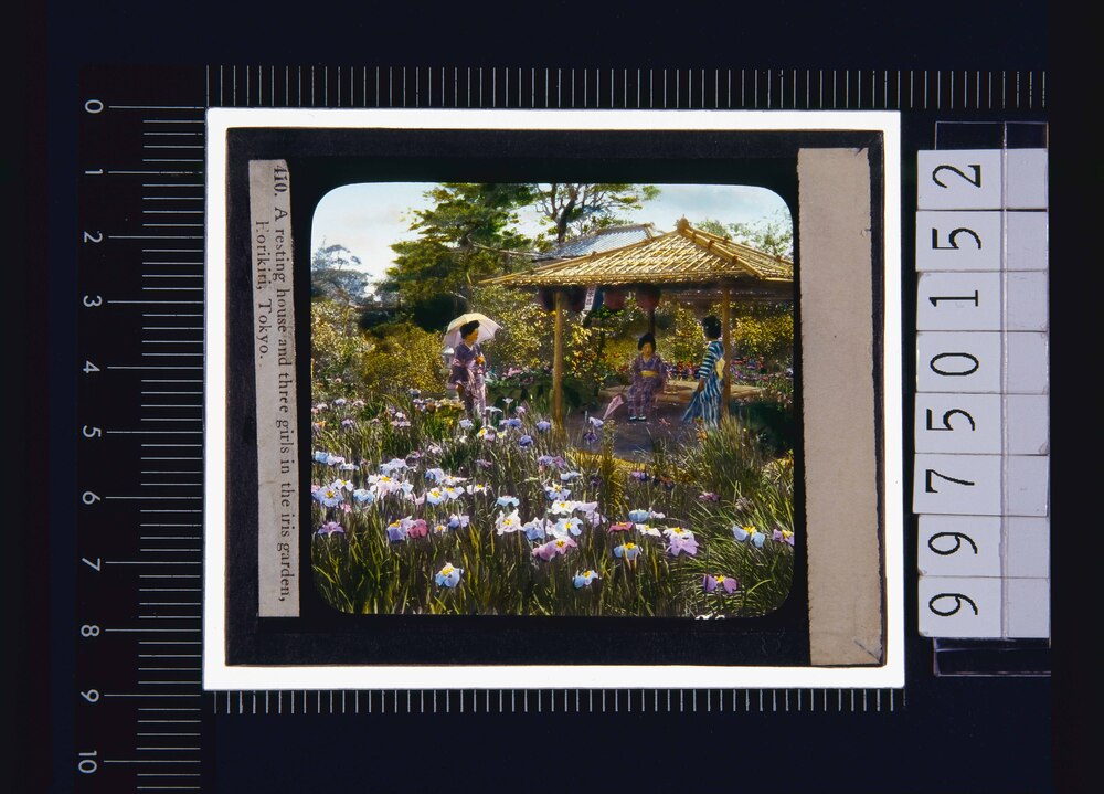 作品画像：東京 堀切菖蒲園(幻燈原板)