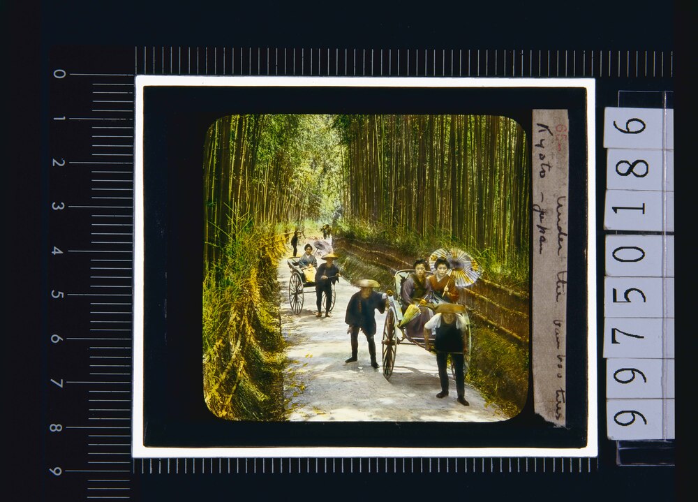 作品画像:京都 竹林(幻燈原板)