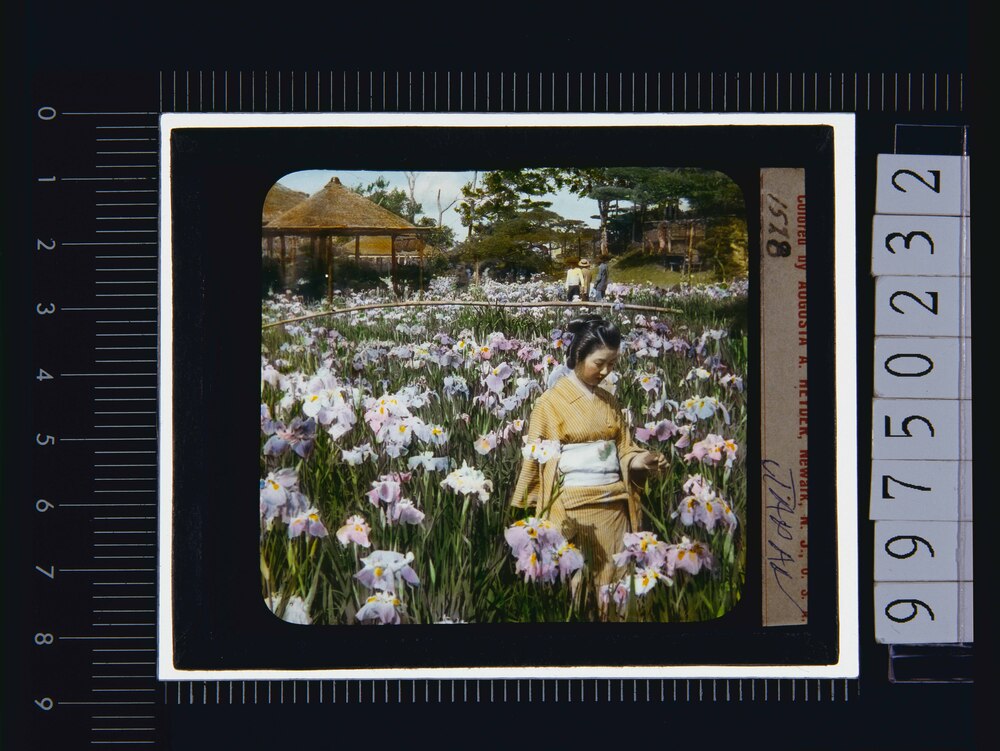作品画像:菖蒲園(幻燈原板)