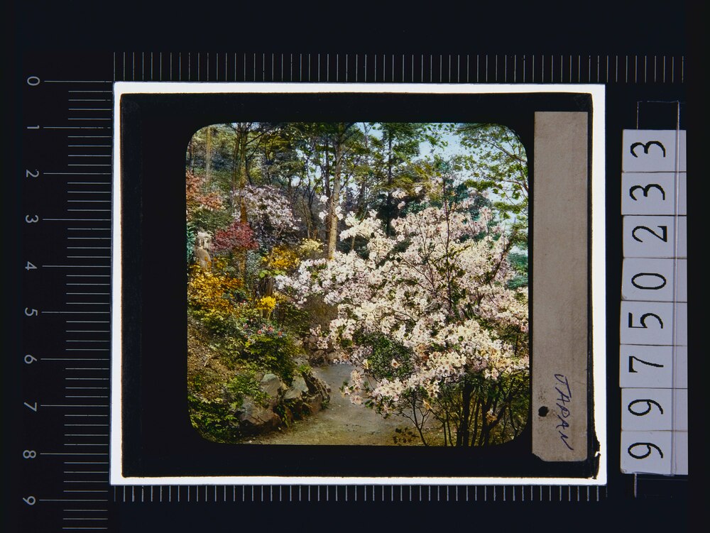 作品画像:花の咲く小道(幻燈原板)