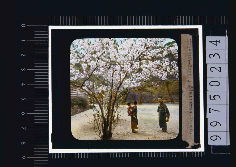 作品画像:桜(幻燈原板)