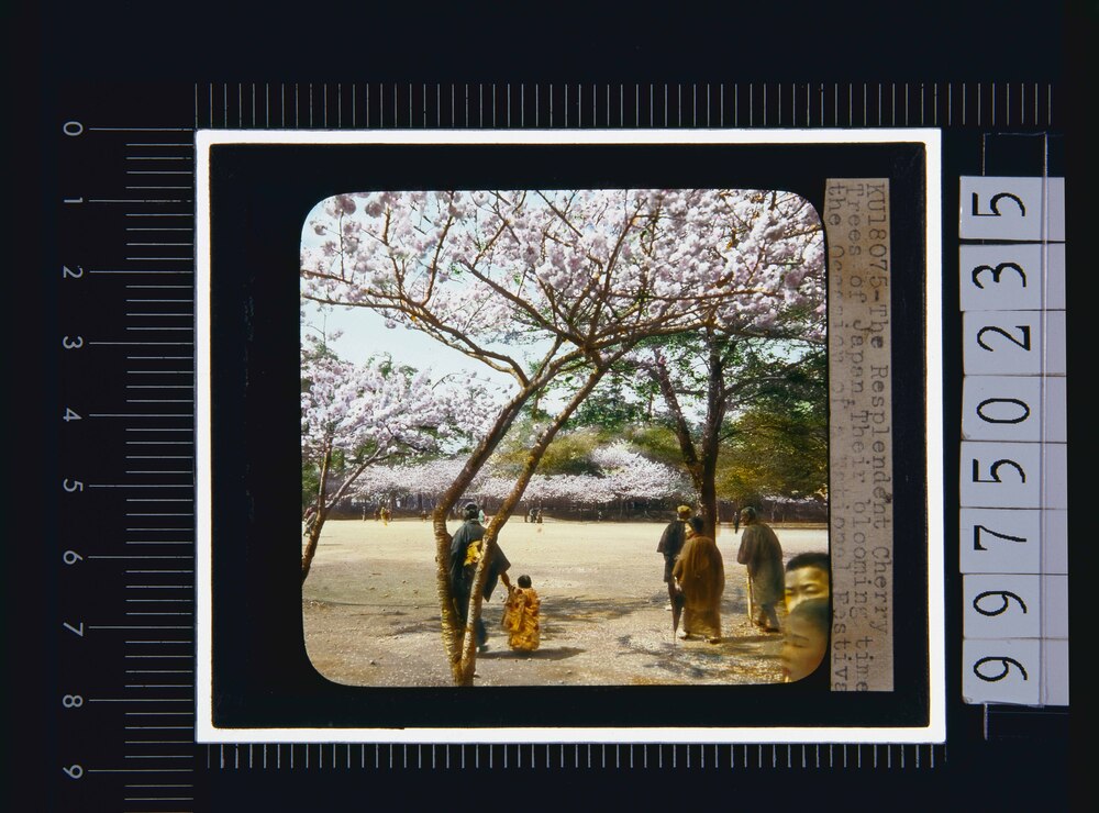 作品画像:桜(幻燈原板)
