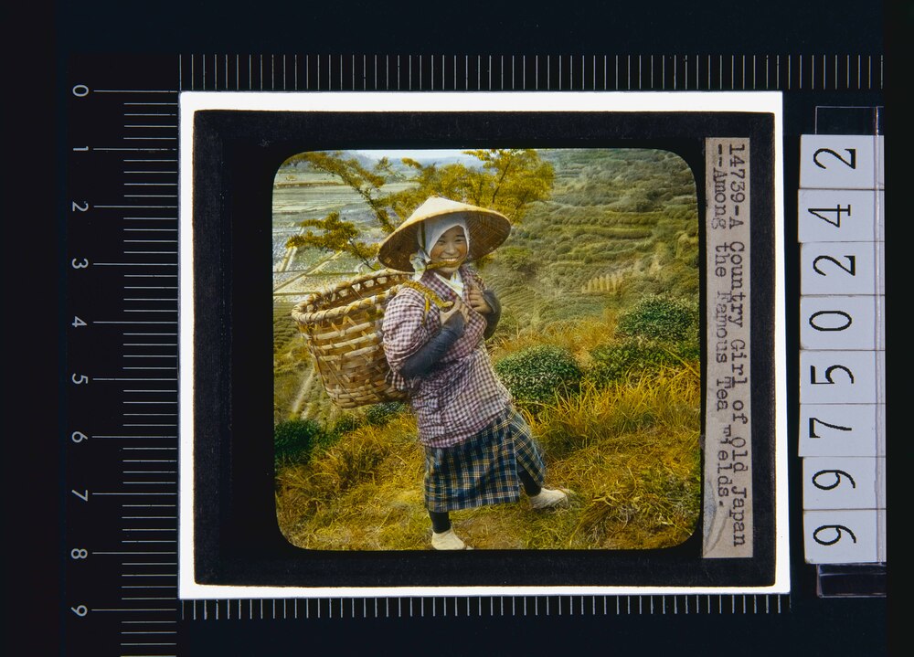 作品画像:茶畑の女性(幻燈原板)