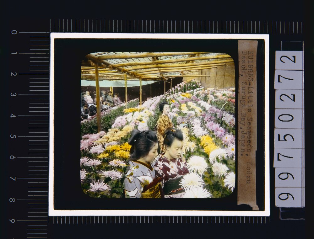 菊と女性(幻燈原板)