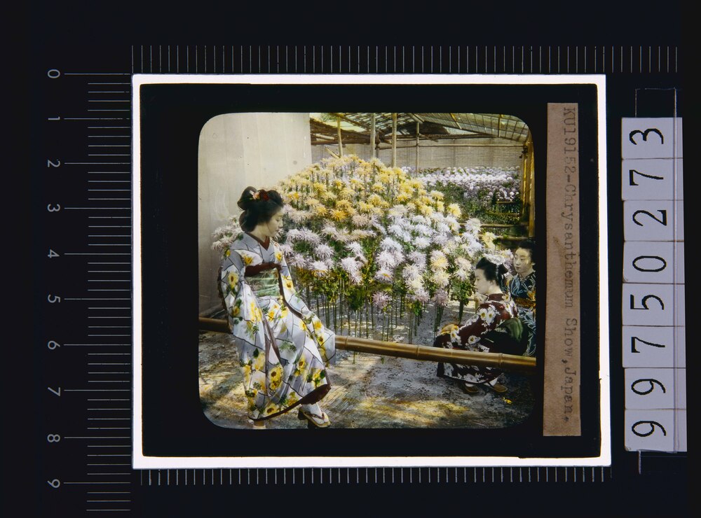 菊と女性(幻燈原板)