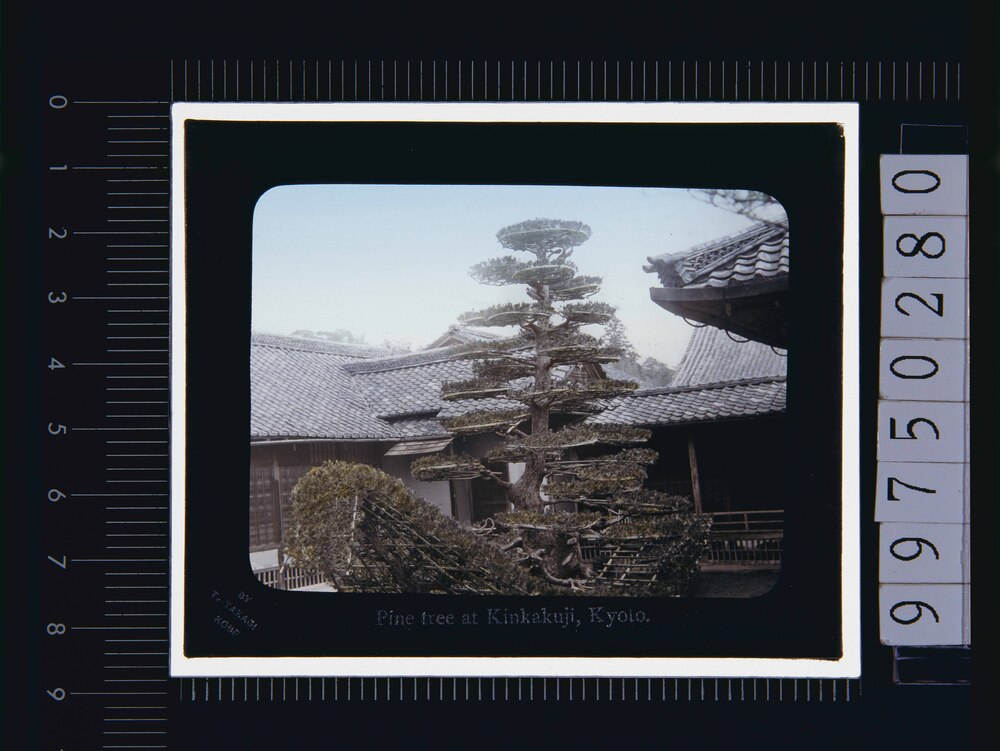 作品画像：京都 金閣寺陸船松(幻灯原板)