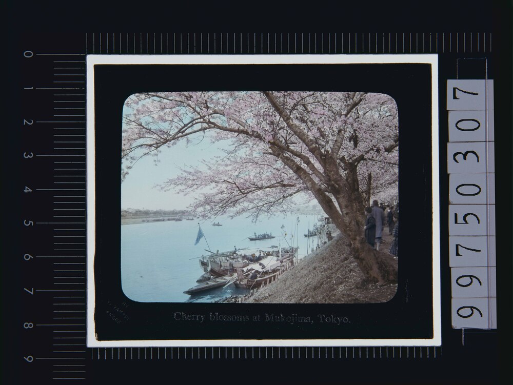 作品画像:東京 向島の桜(幻灯原板)