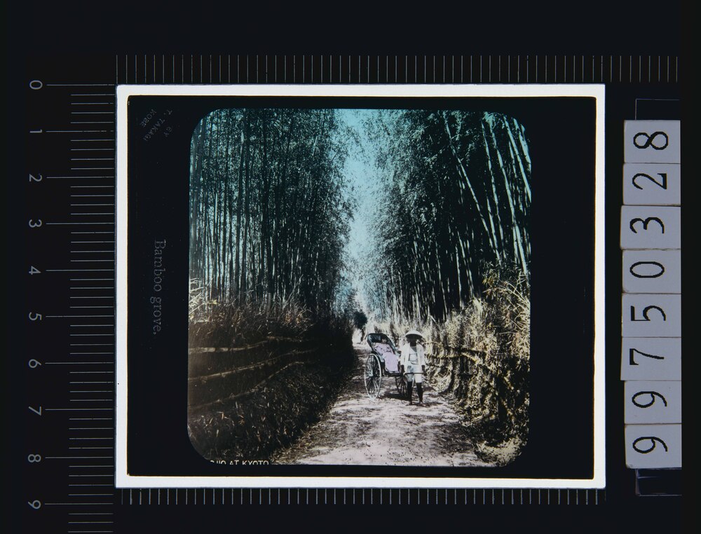作品画像:竹林(幻灯原板)