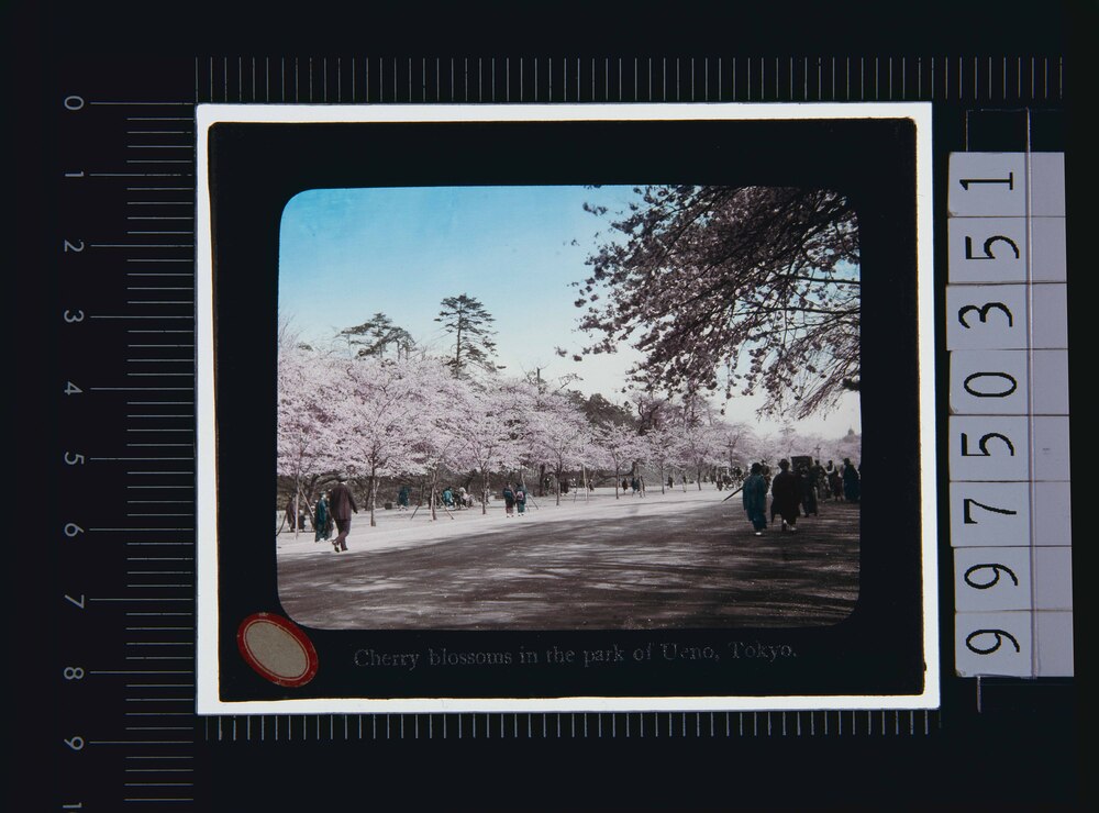 作品画像:東京 上野公園(幻燈原板)