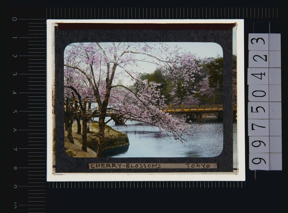 作品画像：東京 桜(幻燈原板)