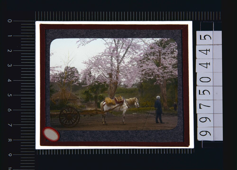 作品画像：桜と荷馬車(幻燈原板)