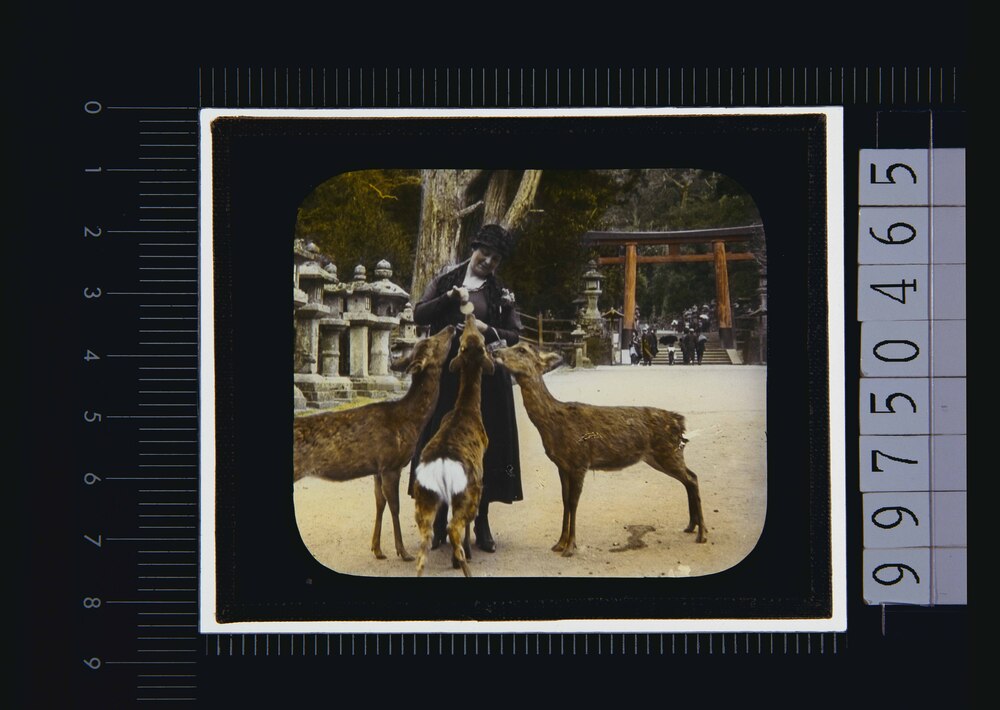 作品画像:奈良 春日大社二宮鳥居(幻燈原板)