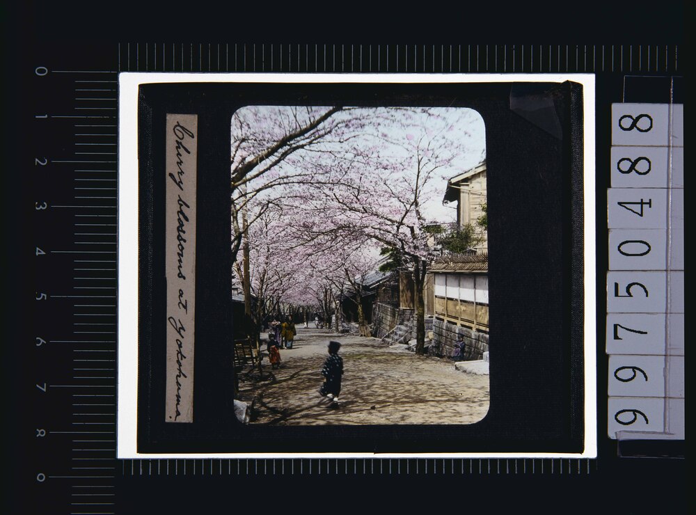 作品画像:横浜 桜(幻燈原板)