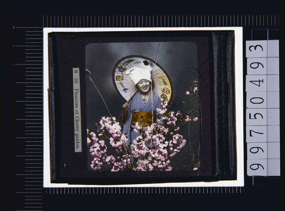 作品画像:桜と女性(幻燈原板)