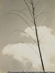 作品画像：（竹と雲）