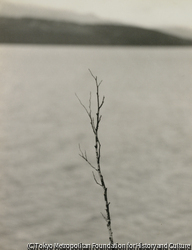 作品画像：（枝のある風景）