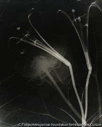 作品画像：（植物のレントゲン）