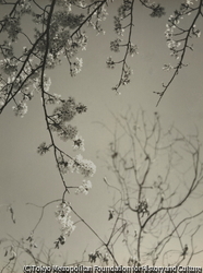 作品画像:(桜)