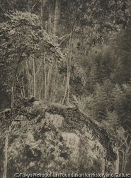作品画像:(木々のある風景)