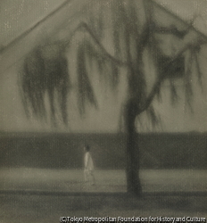 作品画像：（柳）