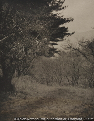 作品画像：（山道）