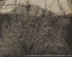 作品画像：（梅の花）
