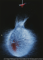 作品画像：1/50,000秒の世界 7