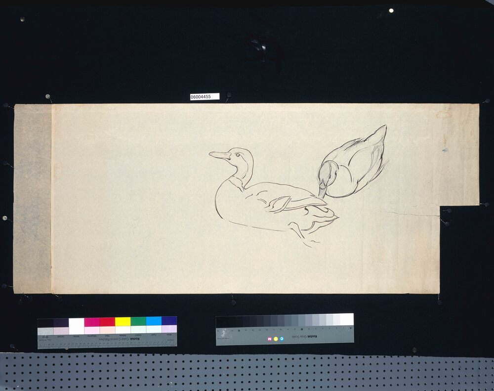 作品画像：下絵 二羽の鴨