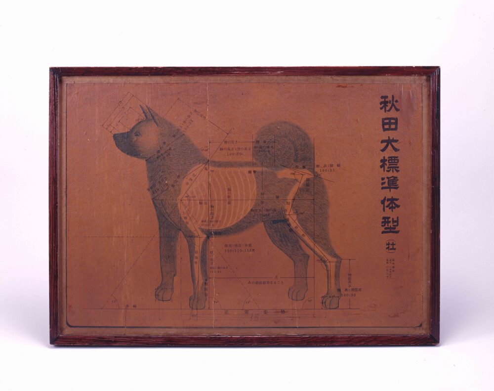 作品画像：秋田犬標準体型図
