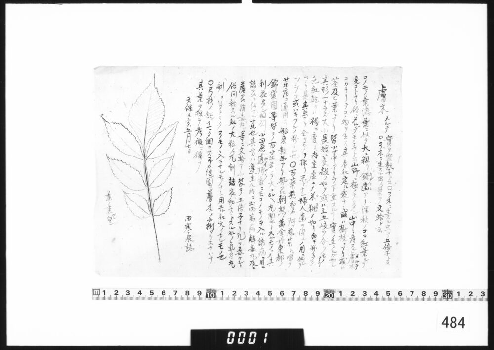 [ヌルデの薬効解説]