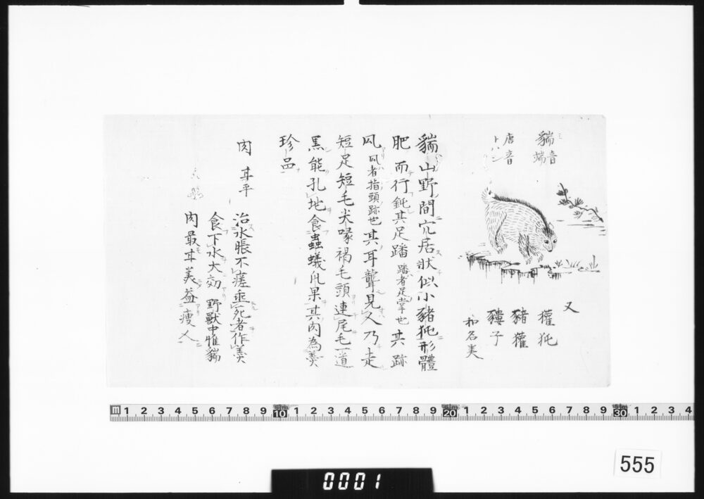 [動物｢猯｣の博物誌]