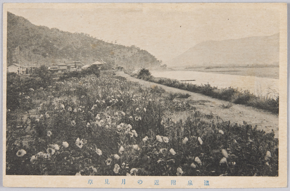 温泉附近の月見草(信州風景絵葉書)