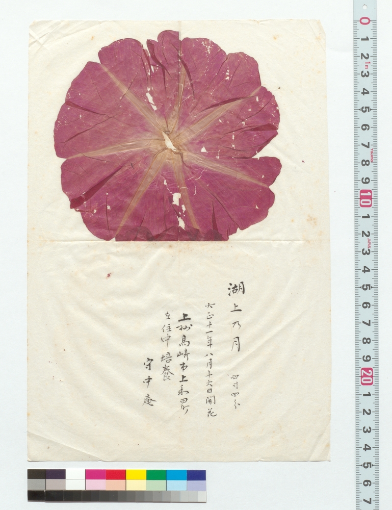 作品画像：朝顔押花（湖上乃月）