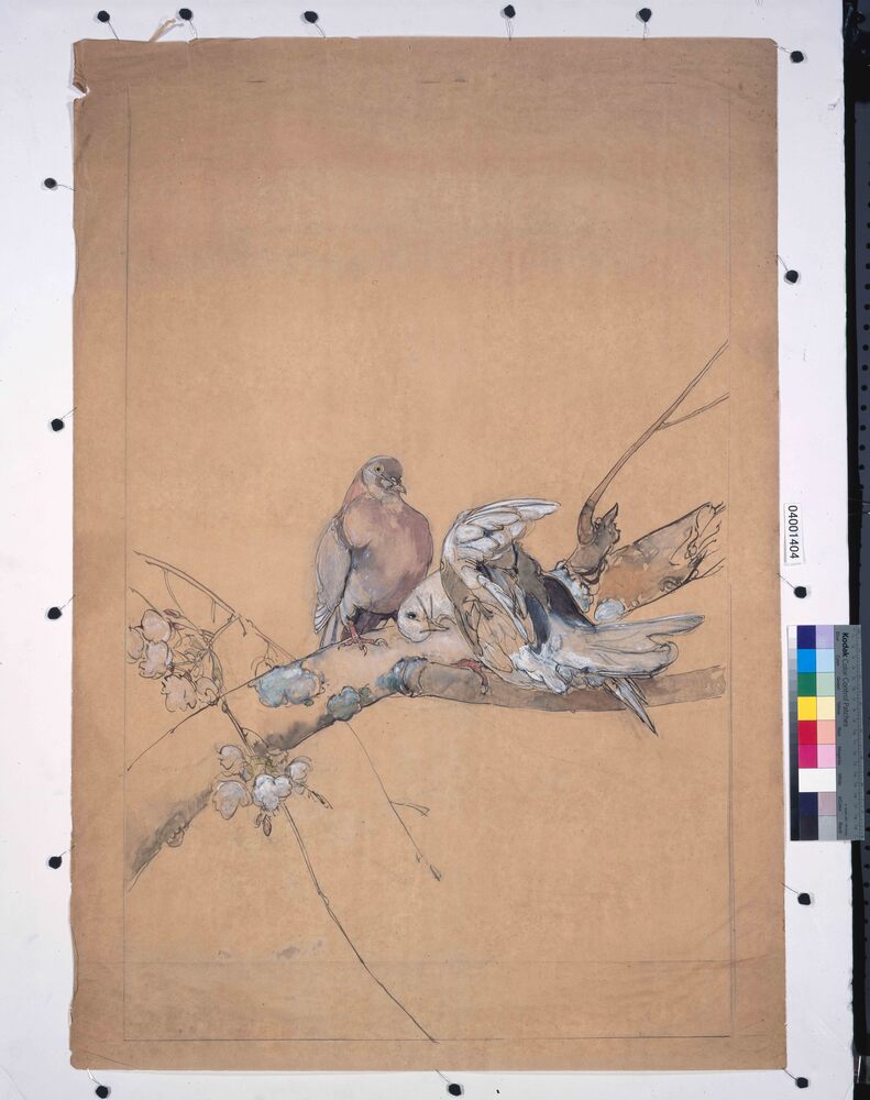 下絵 桜と鳩