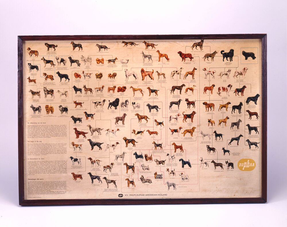 犬の系統図