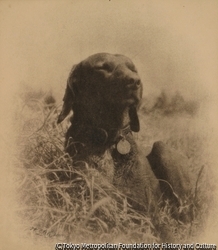 作品画像：(犬)