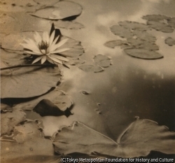 作品画像：(睡蓮)