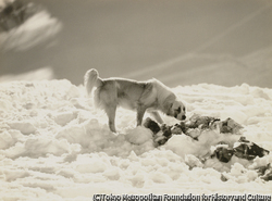 作品画像：（犬と雪）