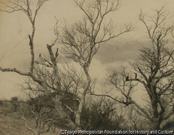 作品画像：樹木
