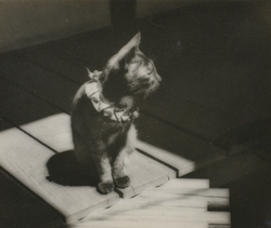 作品画像：猫